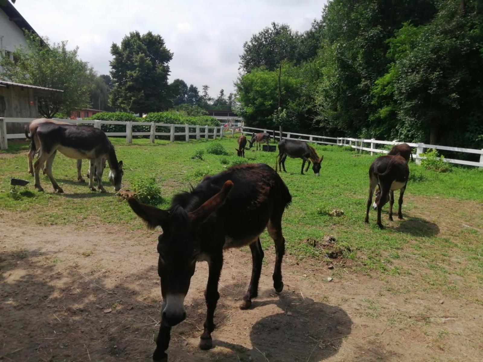 Agriturismo La Fornace Centro Ippico โกโม ภายนอก รูปภาพ